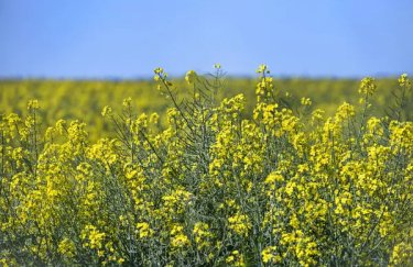 Фото до матеріалу: Пільговий експорт сої та ріпаку: Україна отримала 1,8 млрд грн до бюджету