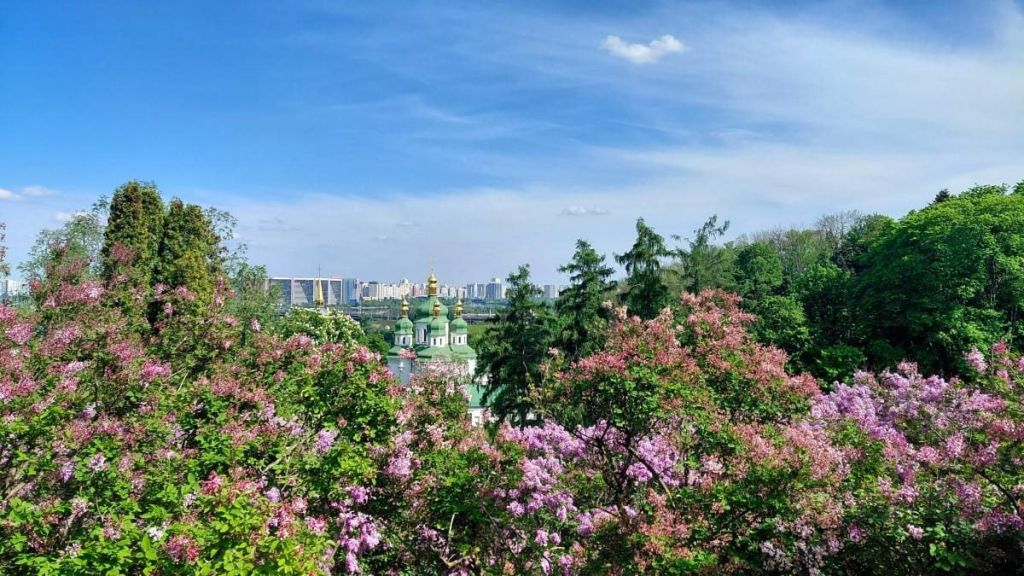 Фото до матеріалу: Черги зранку: у Києві ажіотаж через цвітіння бузку в ботанічному саду