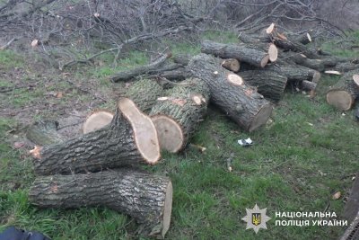 Фото до матеріалу: Двоє чоловіків на Баштанщині отримали підозру за незаконну вирубку дубів