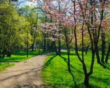 Фото до матеріалу: Київстар отримав офіційне право продавати Starlink для бізнесу та держав