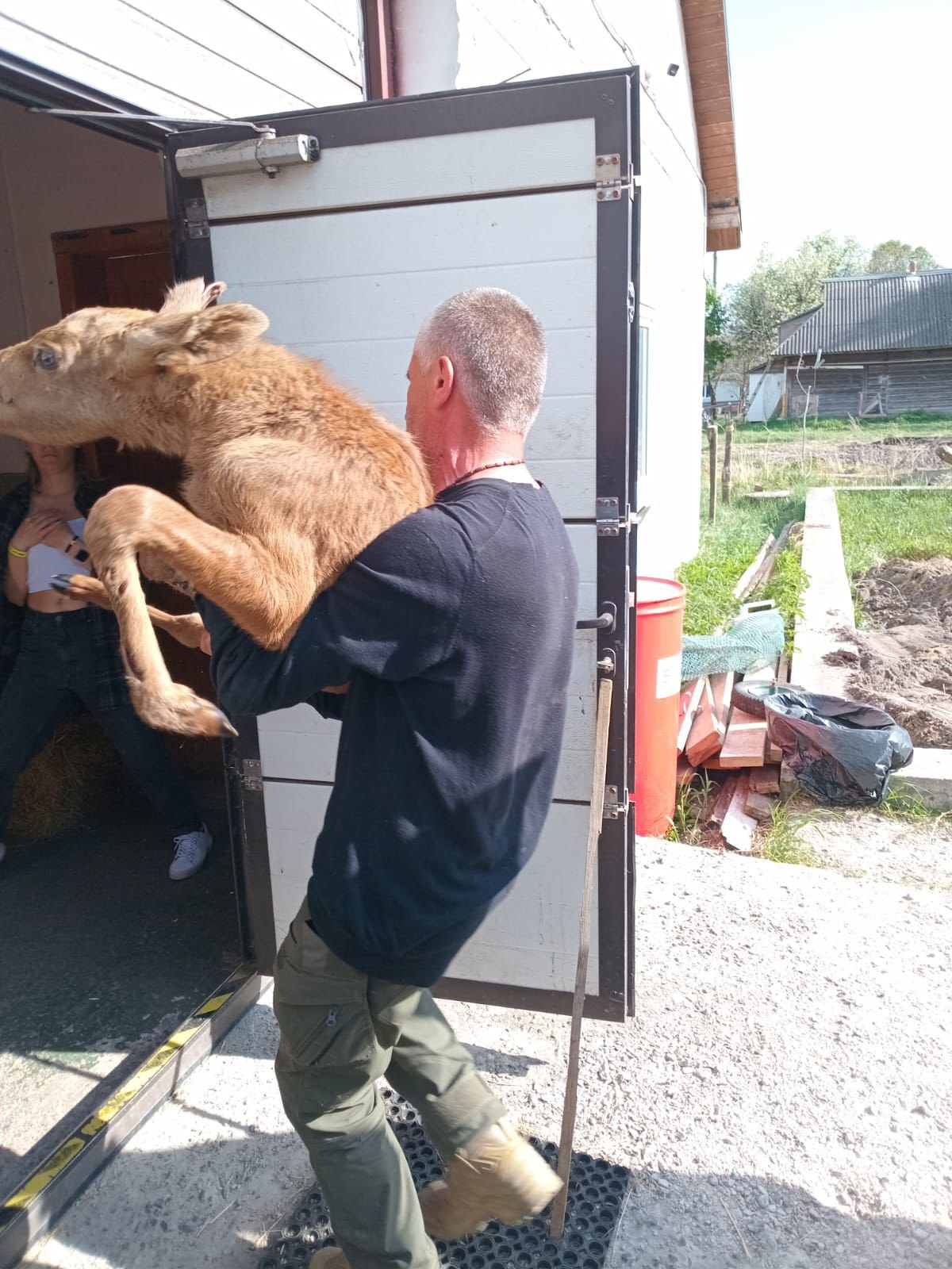 Фото до матеріалу: Лосеня з пожежі в Чорнобильському заповіднику врятували