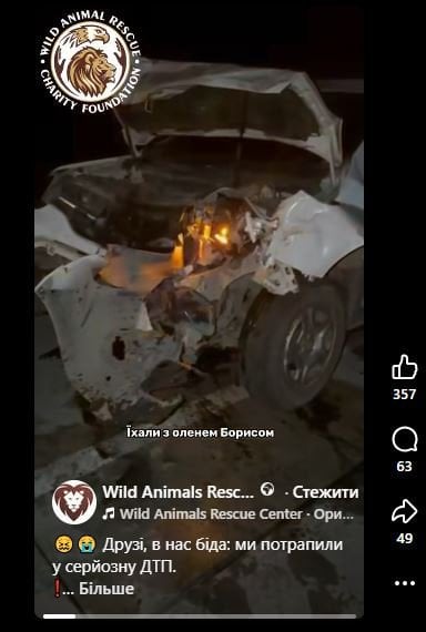 Фото до матеріалу: Олень Борис вдруге потрапив у ДТП: зоозахисники оцінюють стан тварини