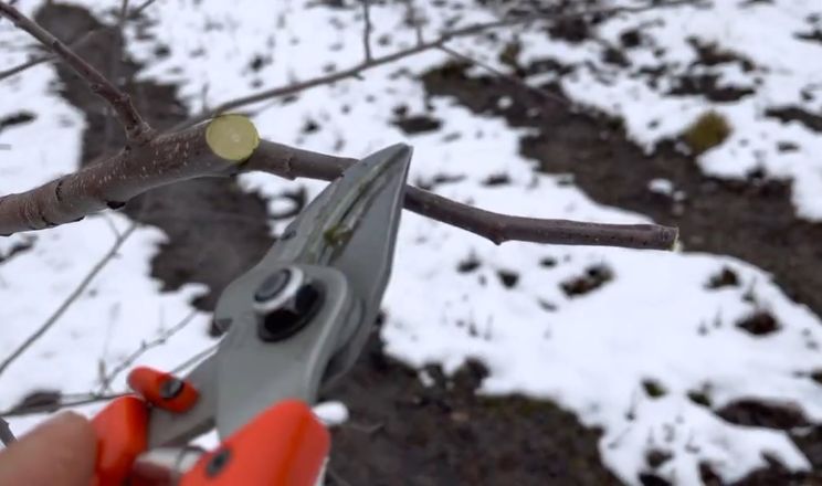 Фото до матеріалу: Садівники на Кіровоградщині отримують до 100 тонн яблук за рік