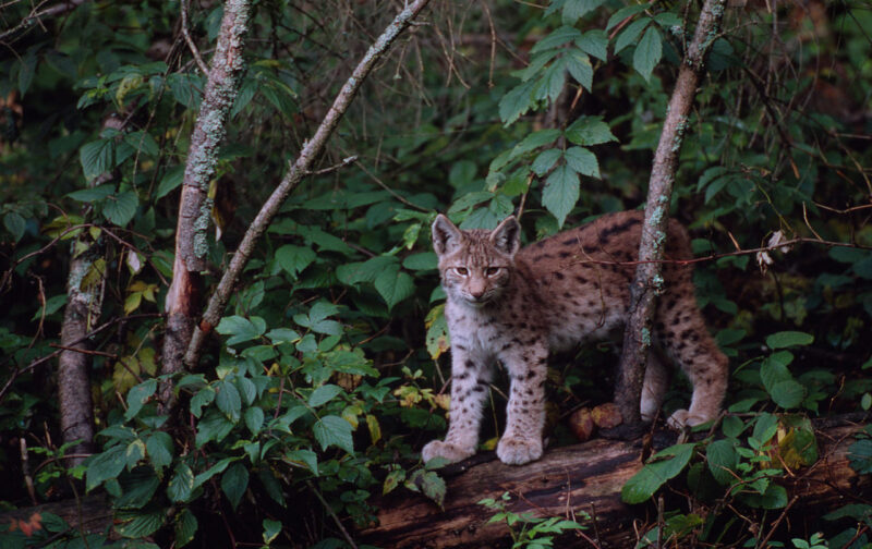 Фото до матеріалу: Ліси Києва: нова інтерактивна платформа від WWF-України
