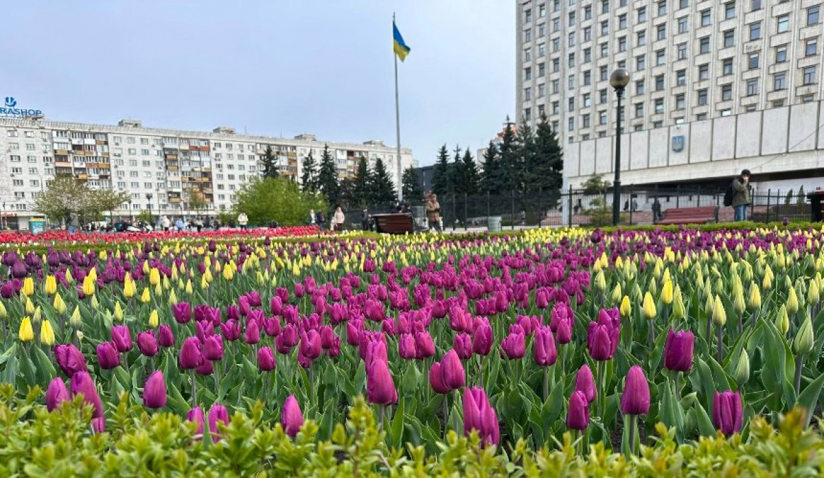 Фото до матеріалу: Весняний Київ у квітах: на площі Лесі Українки зацвіли тисячі тюльпанів