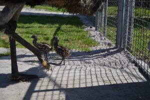Фото до матеріалу: Унікальна подія в Подільському зоопарку: вперше народилися страуси ему