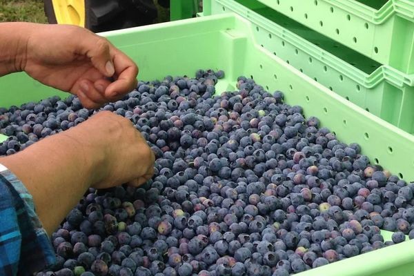 Фото до матеріалу: Катастрофа у Флориді: заморозки знищили до 75% врожаю лохини