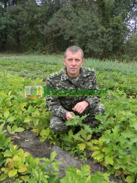 Фото до матеріалу: Лісники Жовківщини встановили рекорд заготовки деревини