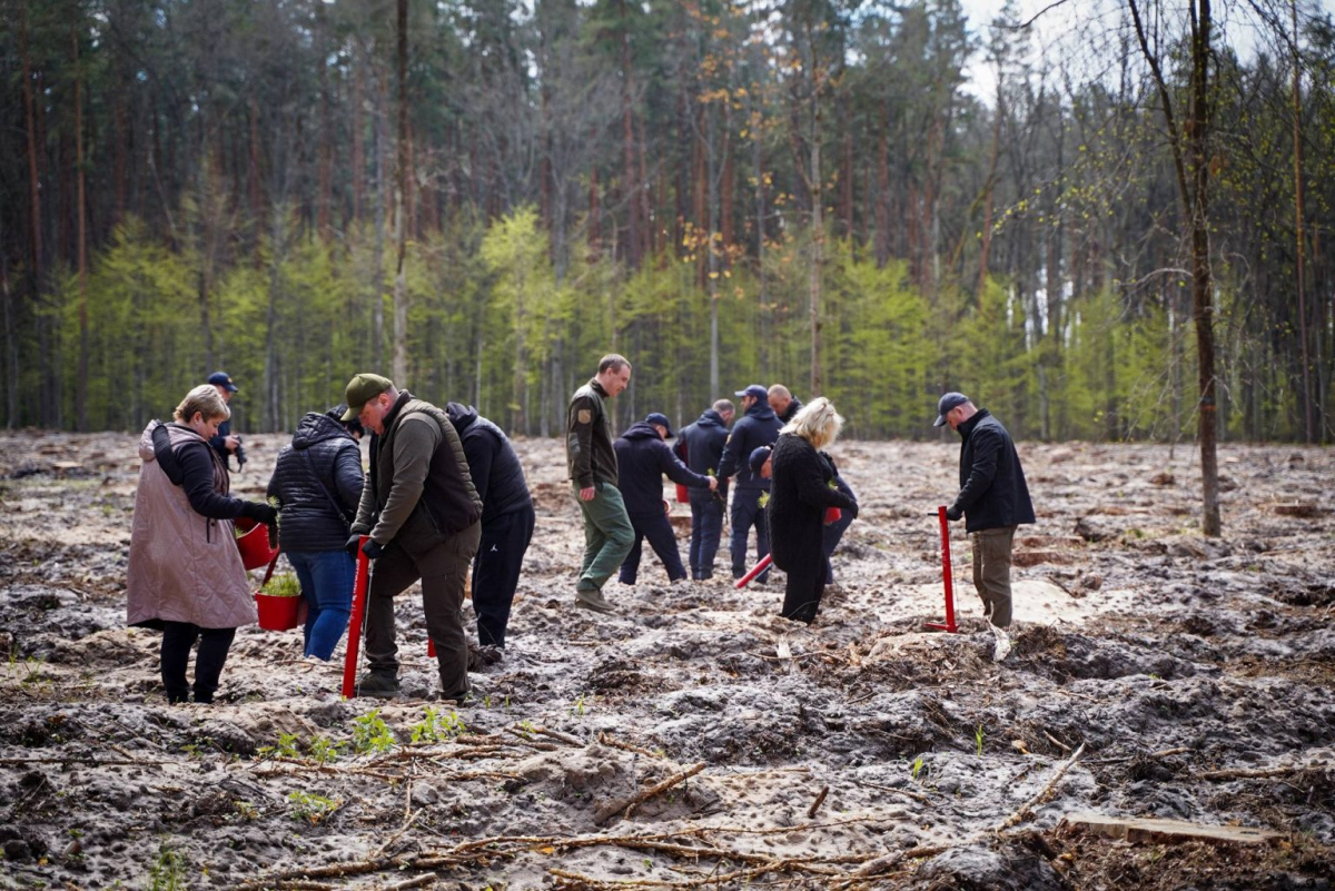 Фото до матеріалу: На Київщині висадили 6000 дерев на розмінованій території: як відновлюють ліси після війни