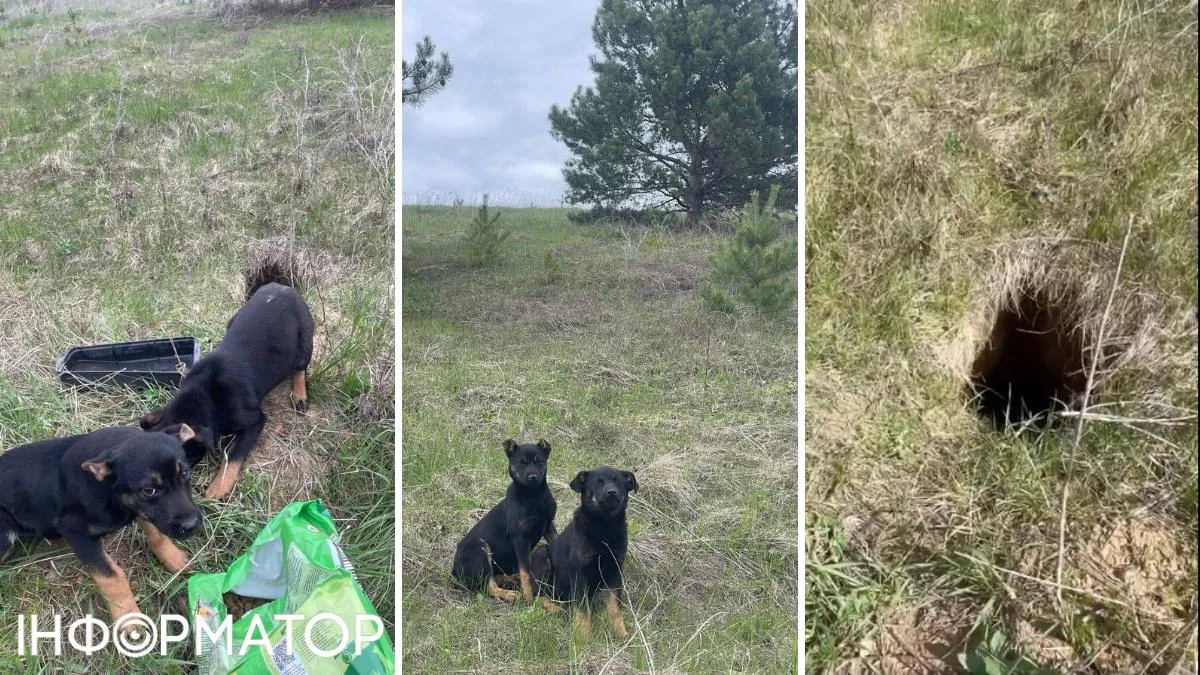 Фото до матеріалу: Їли борсука, щоб не померти з голоду: на Київщині покинули напризволяще собаку з цуценятами