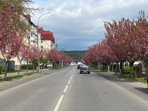 Фото до матеріалу: У Мукачеві розквітають сакури: найкращі локації для селфі та прогулянок