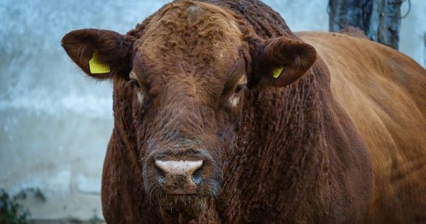 Фото до матеріалу: Українське м'ясо знову йде в світ: Грузія відкрила нові ринки для експорту