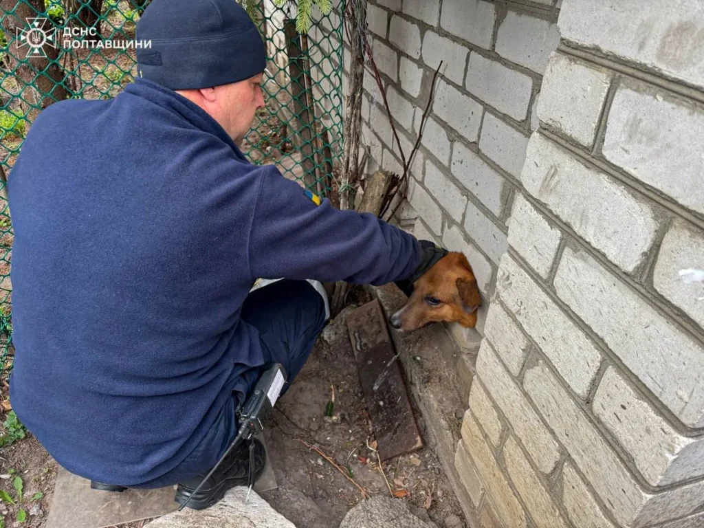 Фото до матеріалу: У Кременчуці рятувальники звільнили безпритульного пса з цегляного паркану