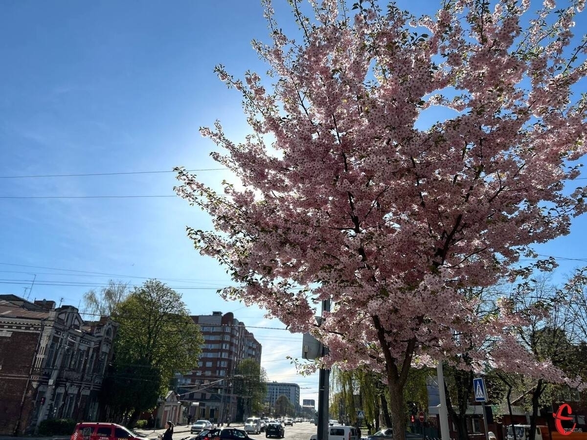 Фото до матеріалу: У Хмельницькому розквітають магнолії та сакури: де краще робити фото
