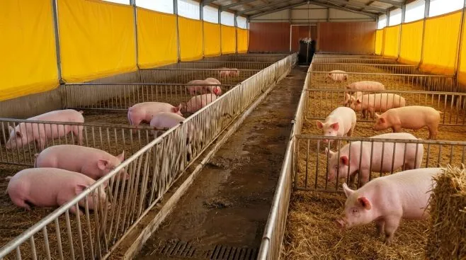 Фото до матеріалу: Тваринництво в Україні: скорочення поголів'я корів та рекордний експорт м'яса птиці