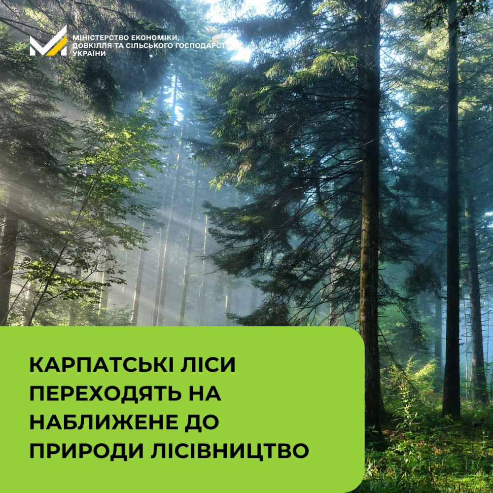 Фото до матеріалу: Повна заборона суцільних рубок у Карпатах: що це означає для регіону