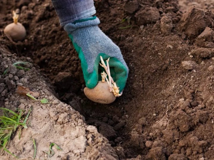 Фото до матеріалу: Садіння картоплі в Черкасах: що покласти в лунку для великого врожаю