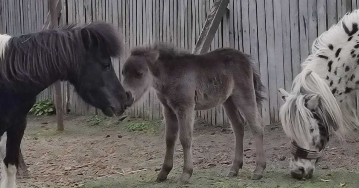 Фото до матеріалу: У вінницькому зоопарку народилася рідкісна лошати поні