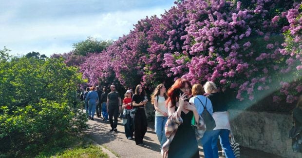 Фото до матеріалу: Ботсад Гришка: ажіотаж через цвітіння бузку в травні 2026