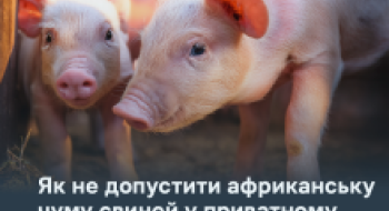 Фото до матеріалу: ІАС «Аграрії разом» оприлюднив новини з розділу тваринництва