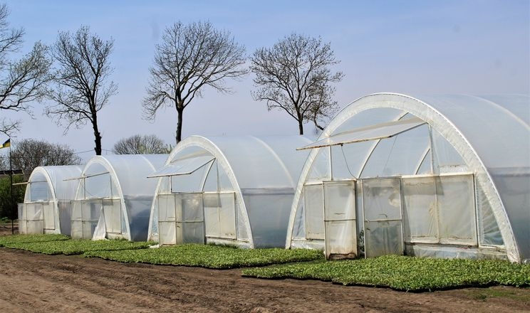 Фото до матеріалу: Тепличний бізнес гальмують енергетика, логістика і відсутність підтримки