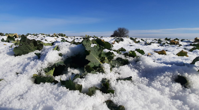 Фото до матеріалу: Озимий ріпак входить у критично важливу фазу розвитку — AgroPortal.ua
