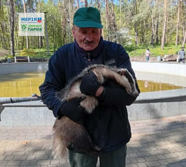 Фото до матеріалу: У Сосновому бору знайшли ручного борсука: комунальники вирішують долю звіра
