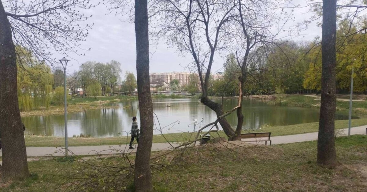Фото до матеріалу: У Львові через негоду пошкоджено 21 дерево: що постраждало та як працюють комунальники