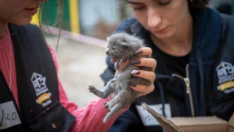 Фото до матеріалу: У Львові на благодійному ярмарку зібрали 1,1 млн грн на потреби «Домівки врятованих тварин»