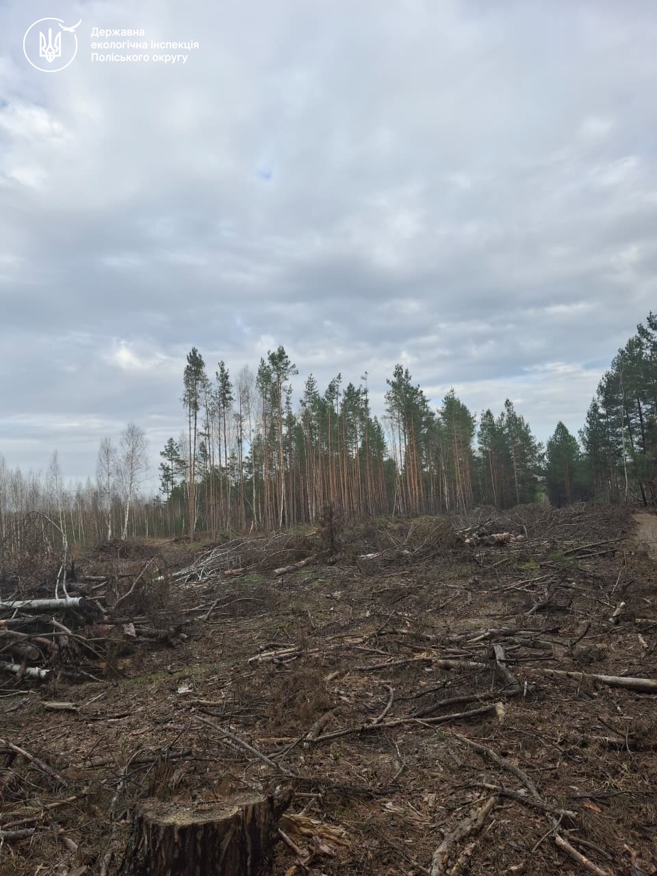 Фото до матеріалу: Чорні лісоруби на Житомирщині: влада звітує про перемогу, а екологічна інспекція знаходить тисячі зрізаних дерев