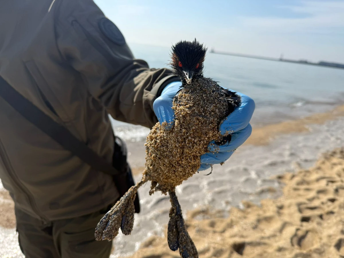 Фото до матеріалу: На узбережжі Чорного моря виявили забруднення: 350 м зі специфічним запахом
