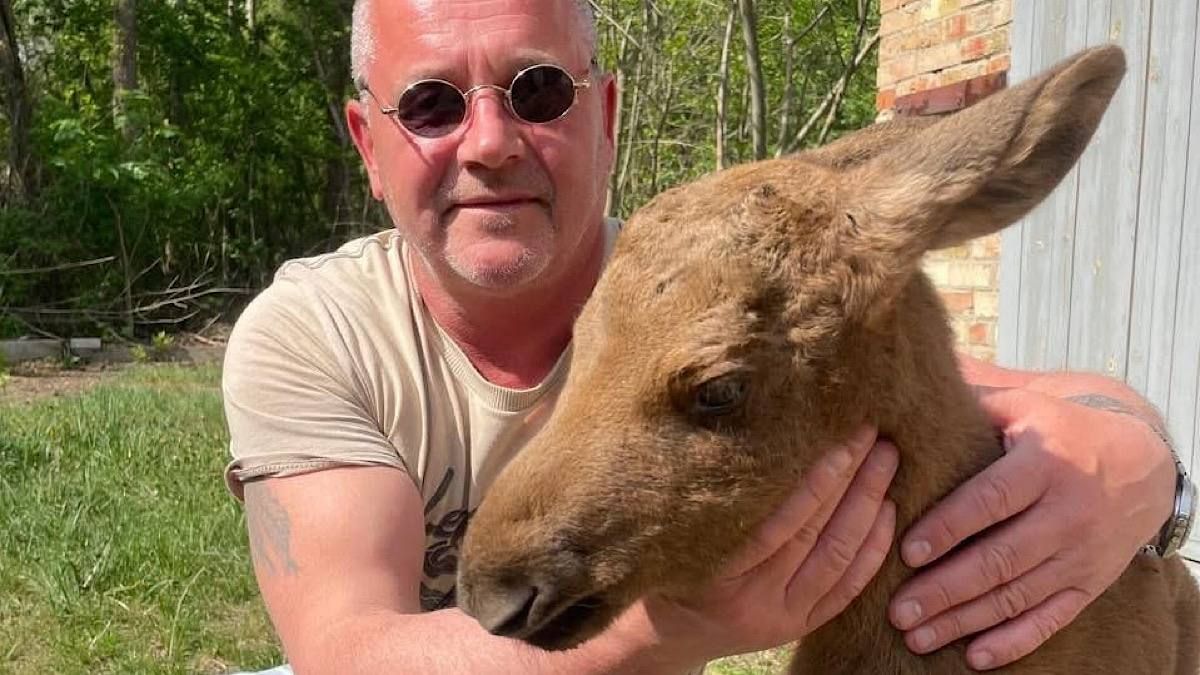 Фото до матеріалу: Врятоване лосеня з Чорнобильського лісу перевезли до сафарі-парку «Медвино»