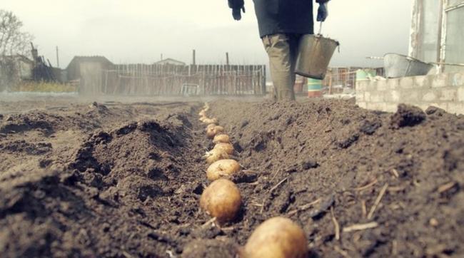Фото до матеріалу: Квітень на городі: як традиційно садити картоплю у Вінницькій області