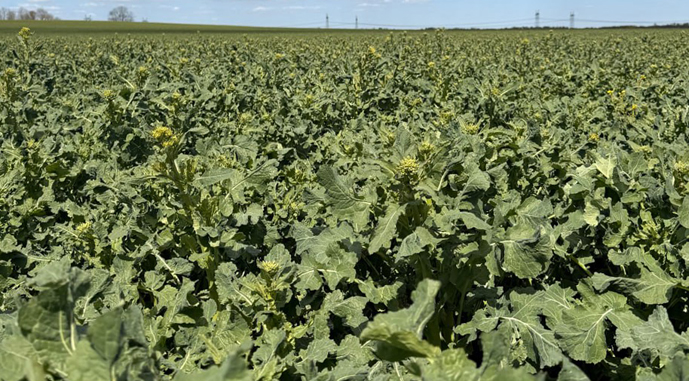Фото до матеріалу: Озимий ріпак входить у критично важливу фазу розвитку — AgroPortal.ua