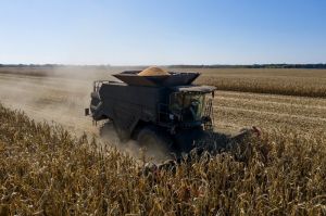 Фото до матеріалу: Чому страхові гербіциди для кукурудзи залишаються необхідними: Олександр Мигловець про стратегії захисту від бур'янів