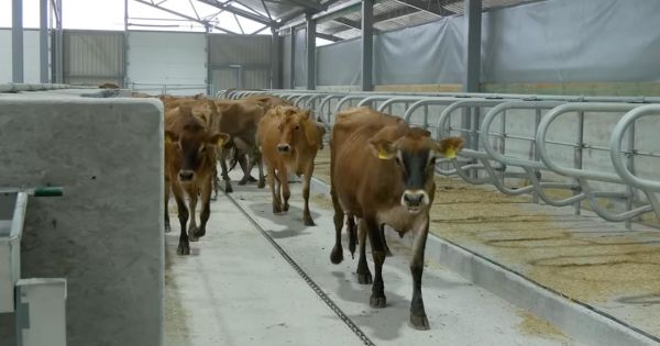 Фото до матеріалу: Вінниця: відкрито першу молочну ферму з початку війни