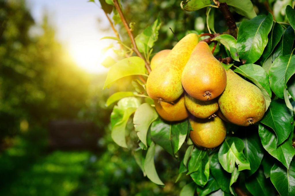 Фото до матеріалу: Дієтологи назвали 9 продуктів, що «чистять» кишківник краще за грушу