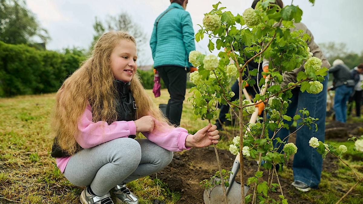 Фото до матеріалу: У Обухові у День матері висадили алею 205 кущів калини: фото