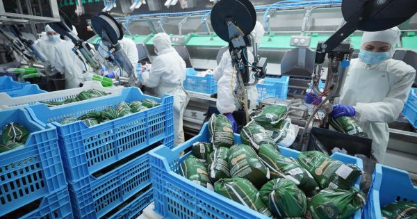 Фото до матеріалу: Україна збільшить експорт кукурудзи до 26 млн тонн у новому сезоні