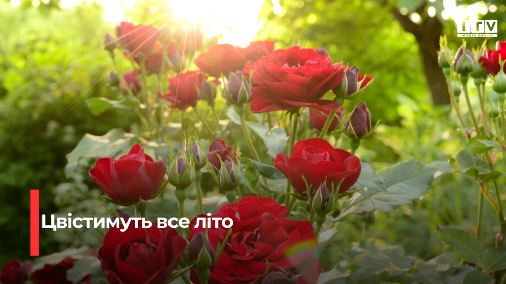 Фото до матеріалу: Троянди цвітуть до осені: перевірені підживлення для пишного саду
