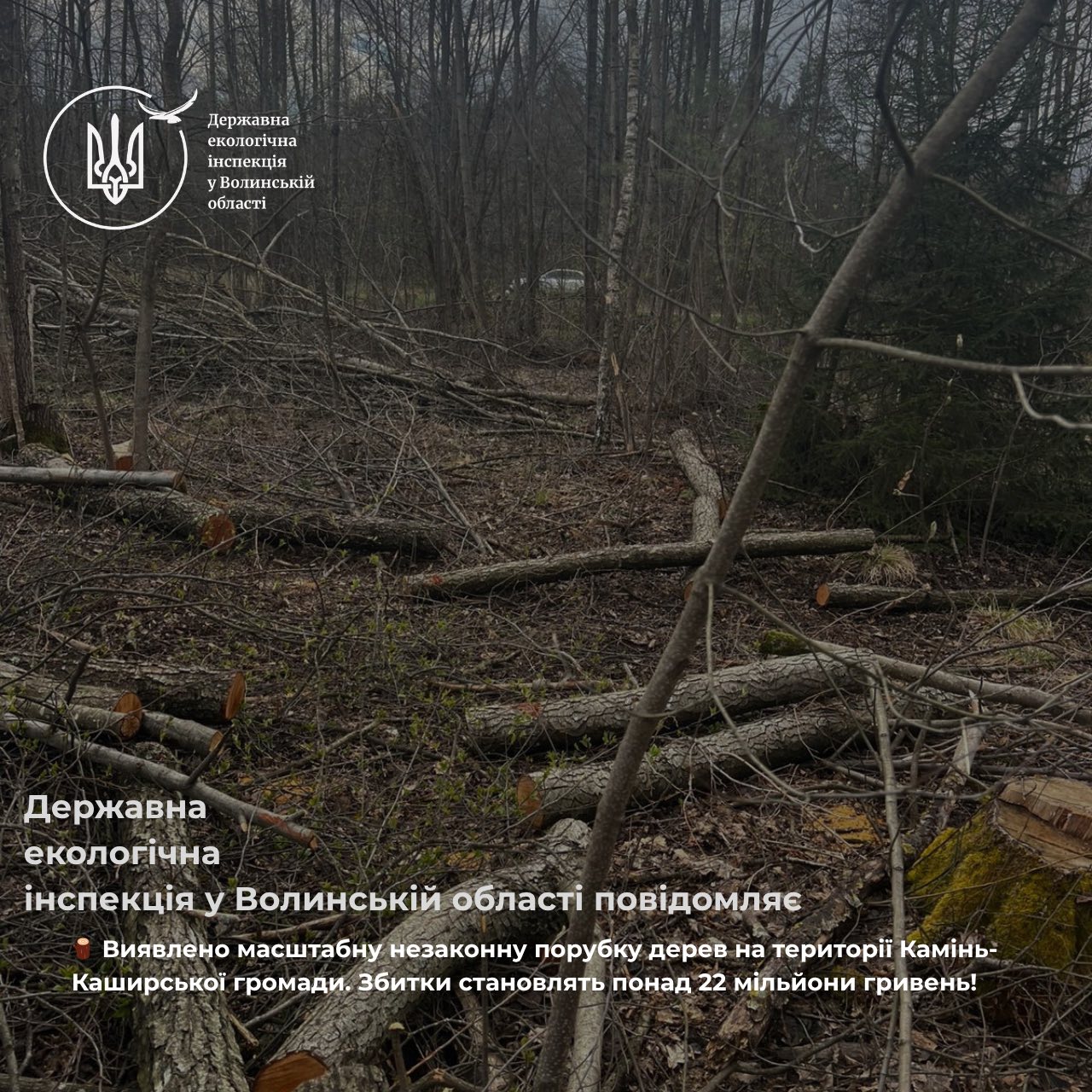 Фото до матеріалу: У Камінь-Каширському районі виявили незаконну вирубку лісу на мільйони
