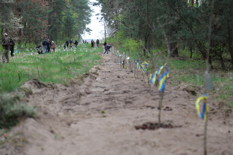 Фото до матеріалу: У Луцькій громаді на честь загиблих воїнів висадили 130 дубів пам'яті