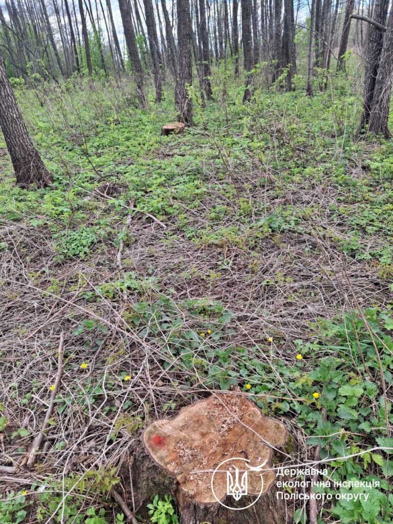 Фото до матеріалу: Під Коростишевом незаконно зрубали 126 дерев зі збитками понад 1,7 млн грн