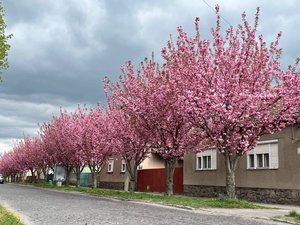 Фото до матеріалу: У Мукачеві розквітають сакури: найкращі локації для селфі та прогулянок