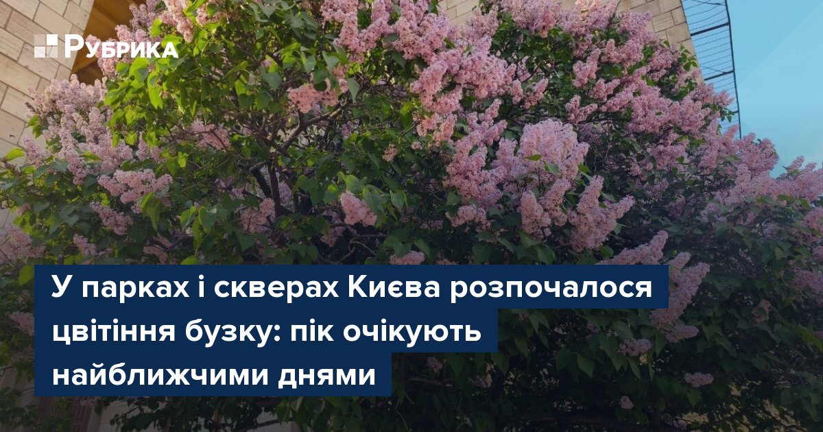 Фото до матеріалу: У Києві розпочалося цвітіння бузку: де подивитися на квіти цього року