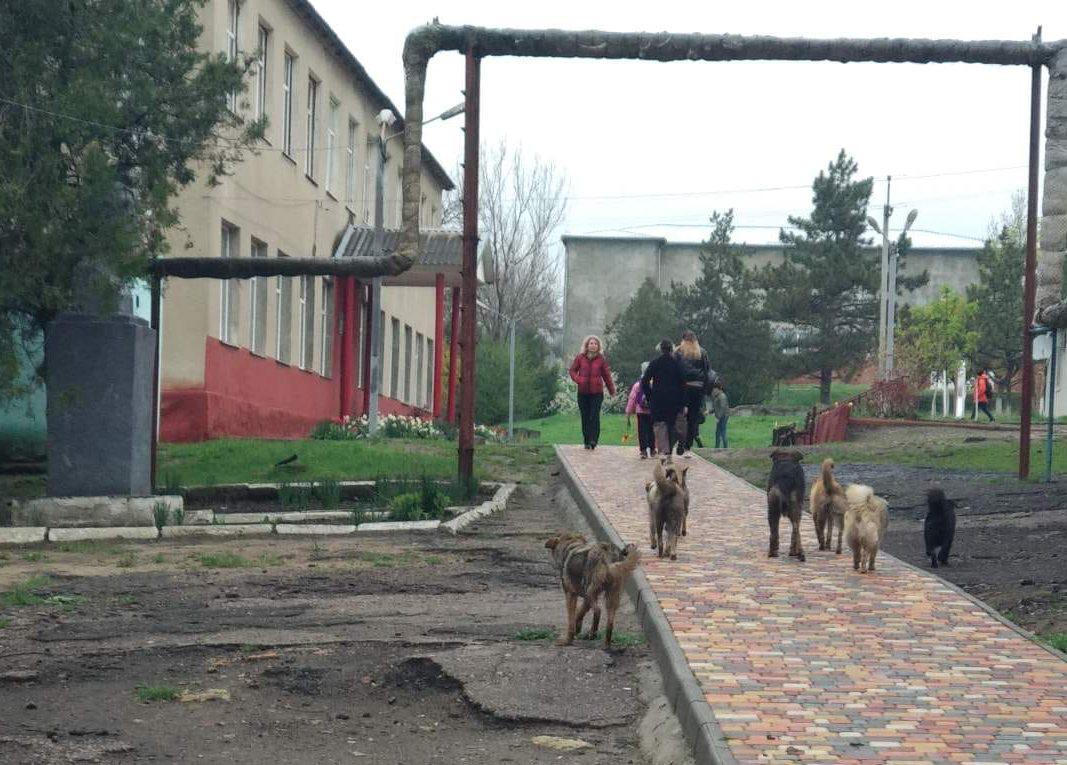 Фото до матеріалу: У Бессарабській громаді стартує масова стерилізація безпритульних собак
