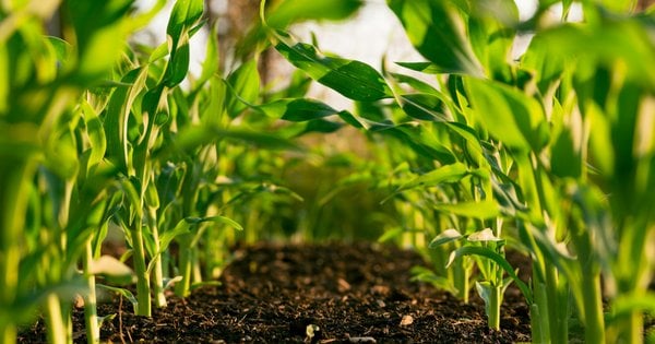 Фото до матеріалу: Аграрії прогнозують подорожчання продуктів влітку 2026: що впливає на ціни