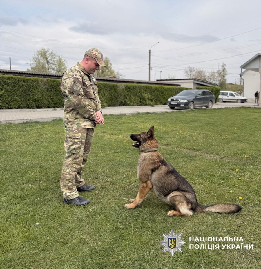Фото до матеріалу: Чемпіонка з пошуку вибухівки: прикарпатська вівчарка Зола здобула перше місце на змаганнях