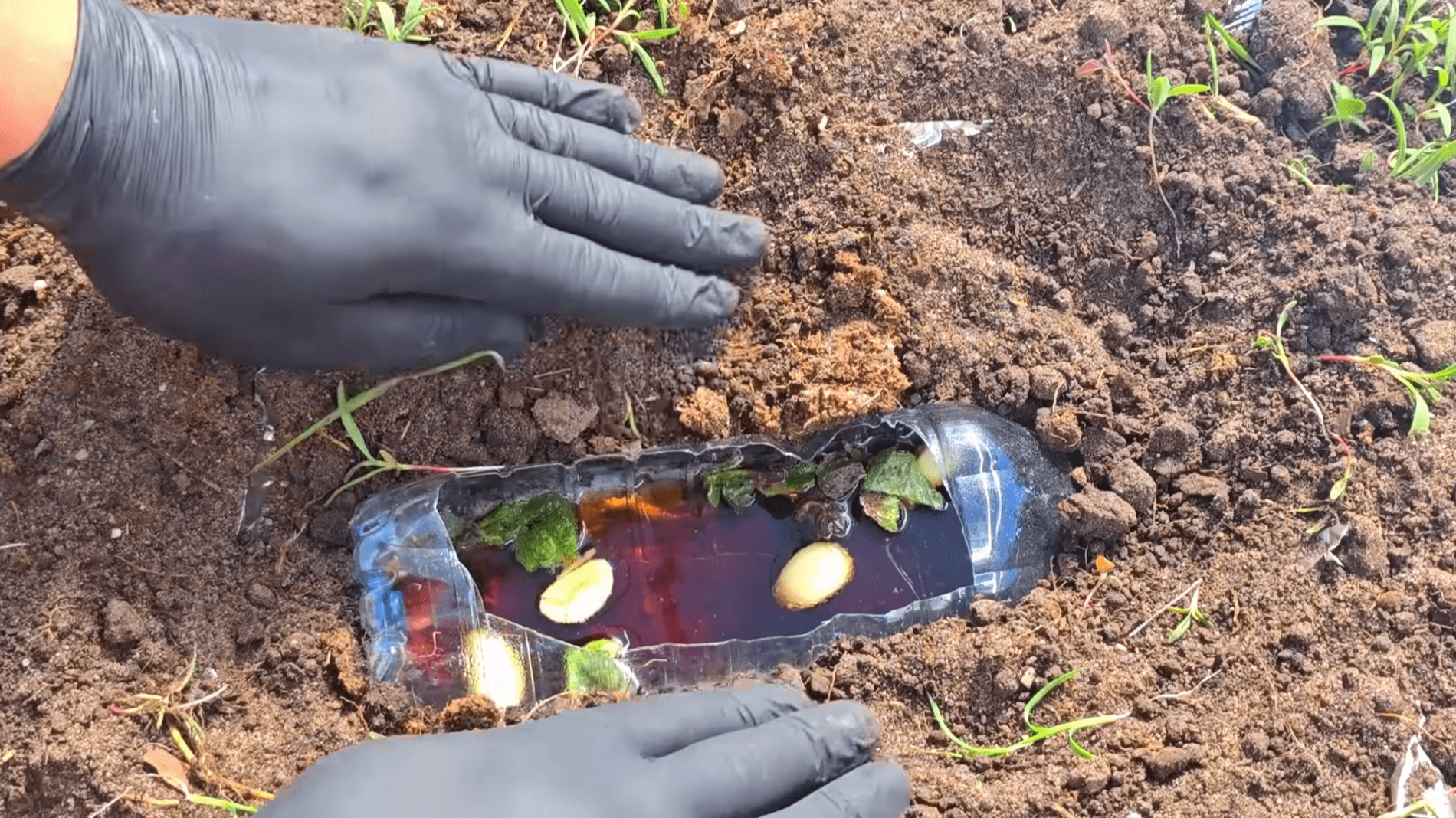 Фото до матеріалу: Часник і Coca-Cola проти шкідників: простий спосіб захисту городу