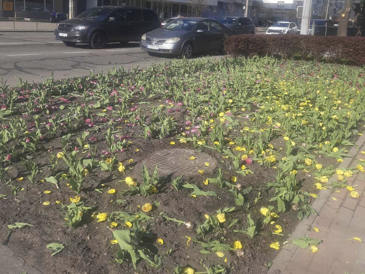 Фото до матеріалу: У Києві невідомі знищили тюльпани: постраждали клумби у Шевченківському та Святошинському районах